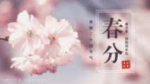 24节气春分花语公众号图片