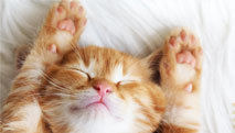 猫咪桌面壁纸